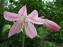 Crinum Pink 